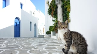 Cats of Syros