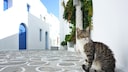 Cats of Syros