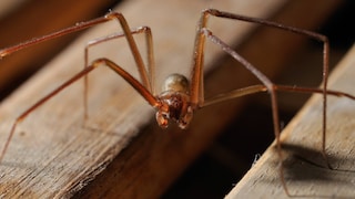 Violin Spider