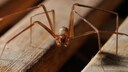 Violin Spider