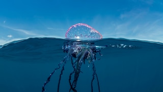 Portuguese Man-of-War