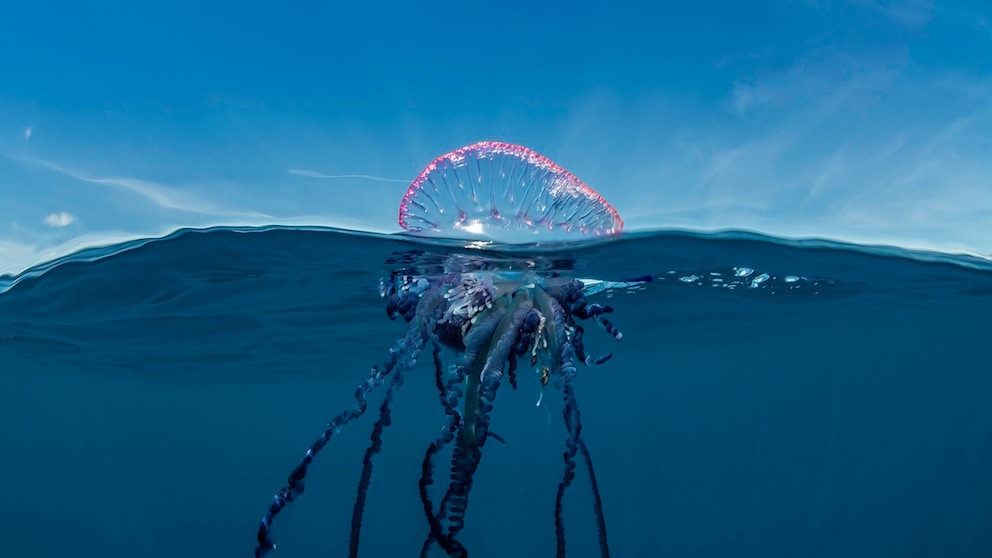 Portuguese Man-of-War