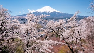 Mount Fuji is a popular photo subject, especially during cherry blossom season. However, tourists often try to catch a glimpse of it at other times as well, which is not always easy.