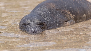 Greek Monk Seals