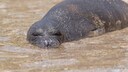 Greek Monk Seals