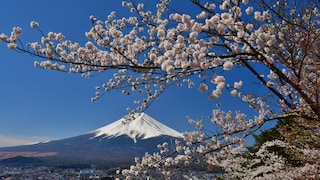Cherry Blossom at Mount Fuji in Japan