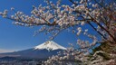 Cherry Blossom at Mount Fuji in Japan
