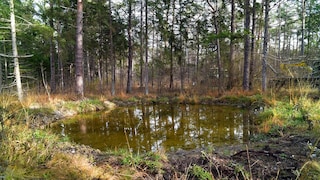 Heavenly Pond