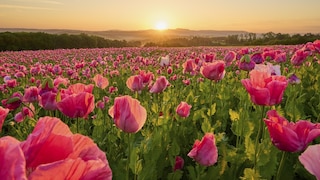 Rosa Mohn Poppy Field Germany Frau Holle Land