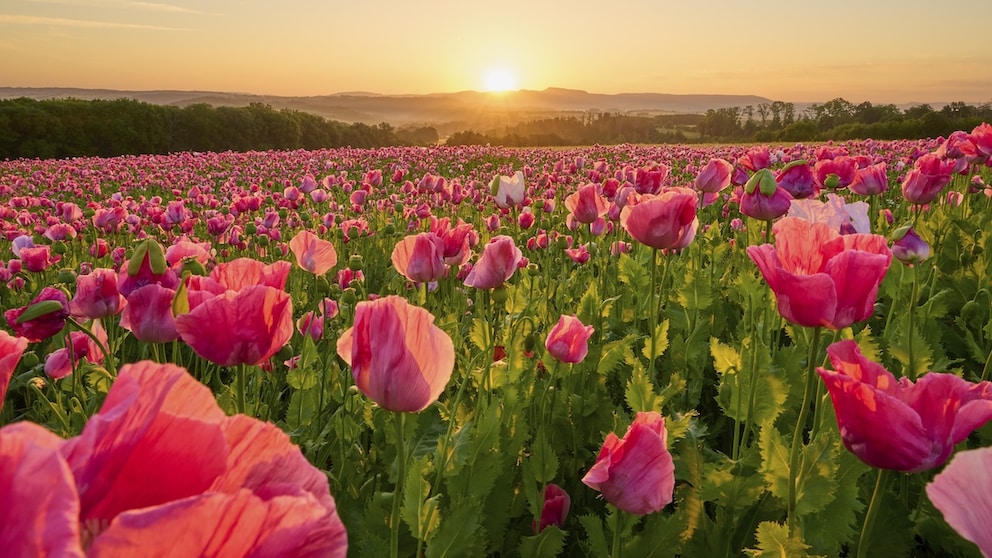 Rosa Mohn Poppy Field Germany Frau Holle Land