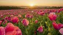 Rosa Mohn Poppy Field Germany Frau Holle Land