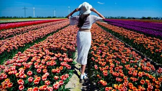 Tulip Excursion Destinations