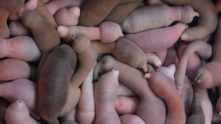 This photo gives a hint as to why the peanut worm is also nicknamed the "penis fish."