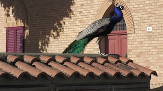 Peacocks Take Over Punta Marina