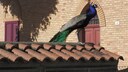 Peacocks Take Over Punta Marina