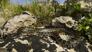 Horseshoe Whip Snakes Spread Across the Balearic Islands