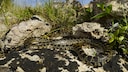Horseshoe whip snakes spread across the Balearic Islands