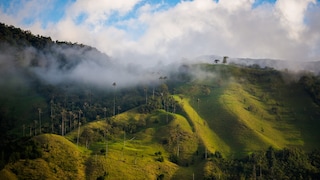 When touring Colombia, the "Valle de Cocora" should not be missed.