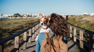 To ensure both humans and dogs are happy on vacation, several things need to be considered in advance.