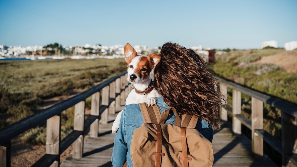 To ensure both humans and dogs are happy on vacation, several things need to be considered in advance.
