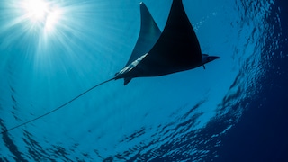 Adriatic Duckbill Ray