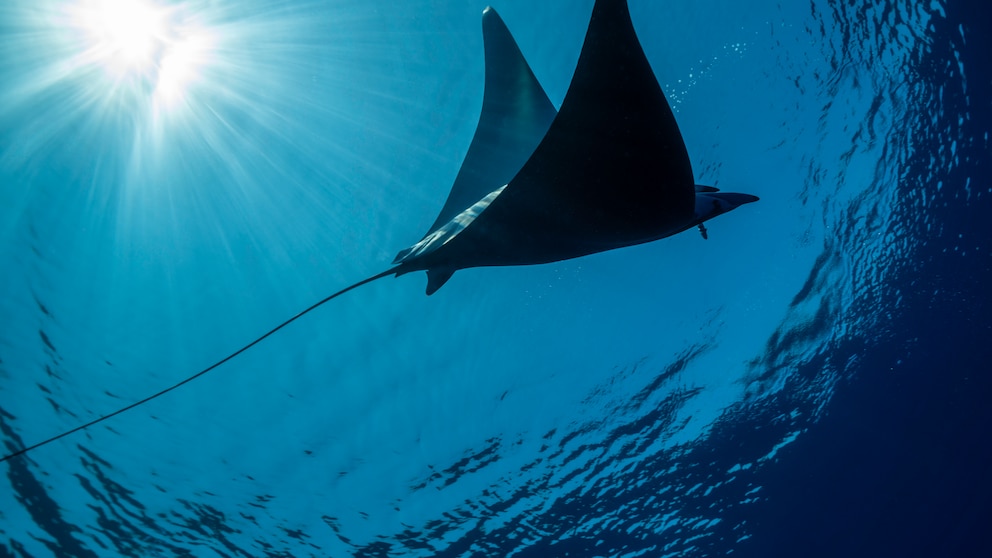 Adriatic Duckbill Ray
