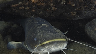 Giant Catfish Spread in Lake Garda