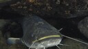 Giant Catfish Spread in Lake Garda