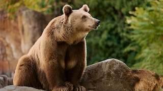 Brown Bear Europe Bear Territory