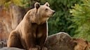 Brown Bear Europe Bear Territory