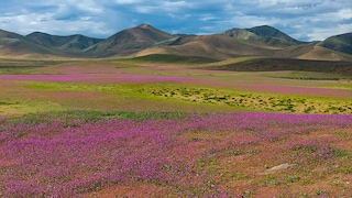 The Atacama Desert in Chile Blooms–A Rare and Special Sight