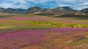 The Atacama Desert in Chile Blooms–A Rare and Special Sight