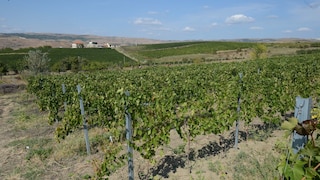 The Dealu Mare Wine Region in Romania