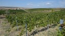 The Dealu Mare Wine Region in Romania