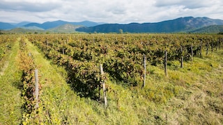Wine-growing region in Kakheti, Georgia