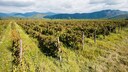 Wine-growing region in Kakheti, Georgia