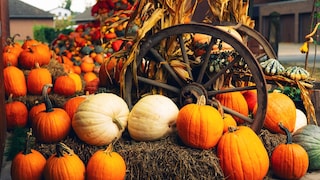 Pumpkin Exhibitions in Germany This Fall