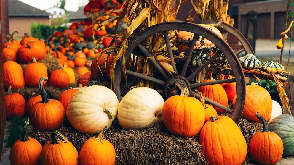 Pumpkin Exhibitions in Germany This Fall