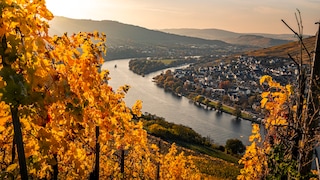Wine Regions in Germany: Mosel Wine